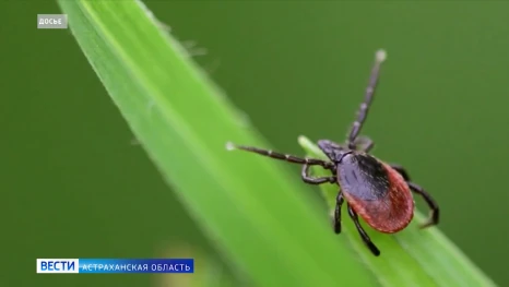 В Астраханской области нашествие клещей