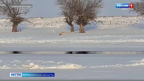 В Астраханской области замечены краснокнижные сайгаки