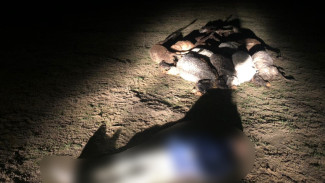 В Астраханской области пастух и овцы погибли от удара молнии