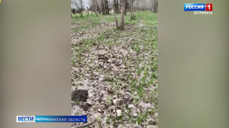 Астраханцы открыли грибной сезон