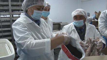 Сотрудники Россельхознадзора проверили замороженную рыбу на астраханском предприятии