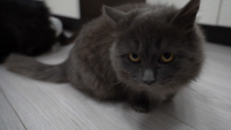 Как сегодня поживают кошки, которых астраханские рыбаки спасли с необитаемого острова