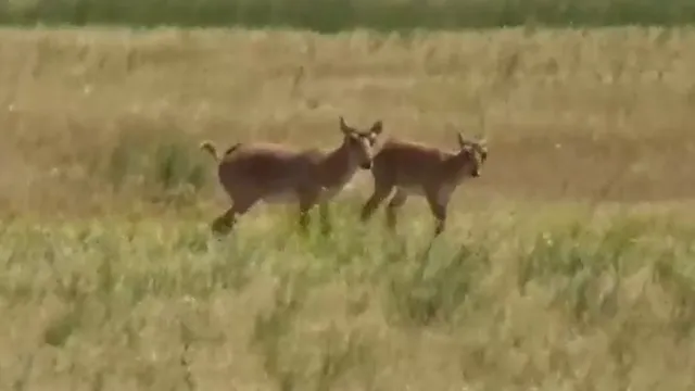 В Астраханской области в заказнике появилось пополнение