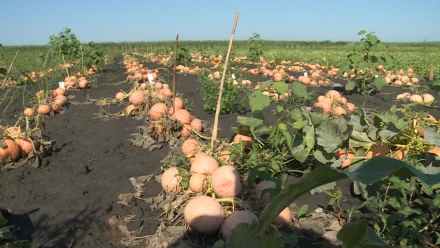В Астраханской области вырастили новый сорт тыквы
