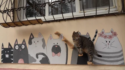 В Астрахани обнаружили «кошкин дом»