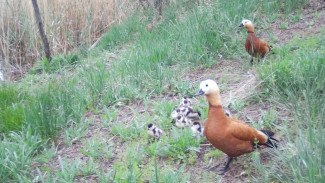 В астраханском заповеднике в фотоловушку попалась семья огарей