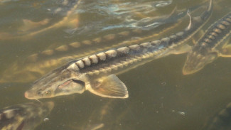 Астраханские школьники выпустили в Волгу осетровую молодь 