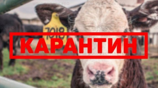 В Икрянинском районе Астраханской области выявлен случай бешенства КРС