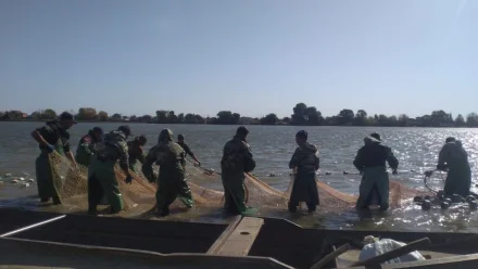 Астраханские учёные рассказали, какая рыба чаще ловится в осеннюю путину