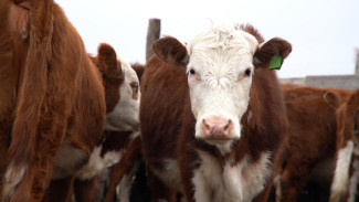 Астраханский фермер получила грант на развитие мясного направления животноводства