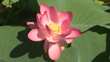 Трёх астраханцев оштрафовали за срыв и повреждение лотосов