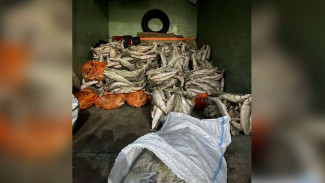 Астраханский предприниматель незаконно приобрел 9,5 тонн рыбы