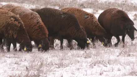 В Астраханской области появилось хозяйство племенного репродуктора гиссарских овец