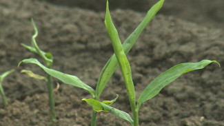 Астраханский фермер пробует выращивать тмин, батат и киви