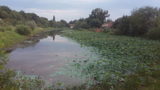 Правда ли, что астраханские лотосы негативно влияют на водную экосистему