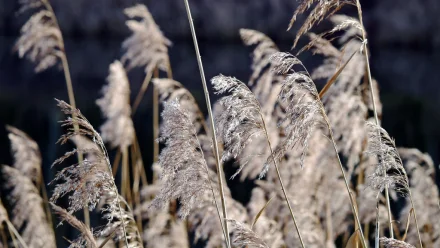 В Астрахани 14 декабря прогнозируется ветреная погода