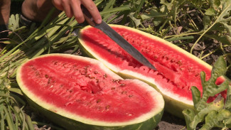 Какими сортами арбузов могут похвастаться астраханские селекционеры