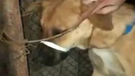 Двое астраханцев расстреливали собаку из пневматического ружья