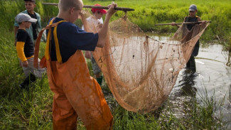 В Астраханской области в водоёмах спасли более 100 млн мальков рыбы 