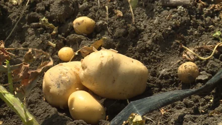 В Астраханской области первыми в России стали копать молодой картофель