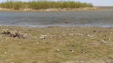 Опасный для дельты Волги вид моллюсков обнаружили в Астраханской области