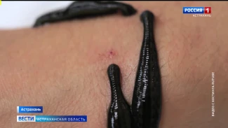 Какую угрозу от астраханцев может скрывать пиявка