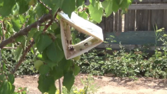 В Астраханской области устанавливают феромонные ловушки для вредителей