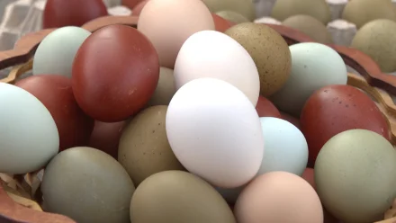 Астраханка разводит кур, которые несут разноцветные яйца