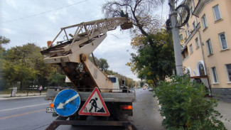 В Астрахани стартовала ежегодная опиловка деревьев