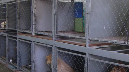 Астраханские власти хотят выделить 30 млн рублей на создание приюта для бездомных собак