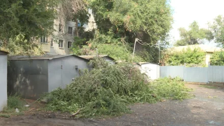 В Астрахани высокое аварийное дерево угрожает безопасности людей