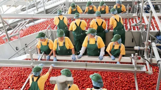 В Астраханской области идёт промышленный сбор томатов