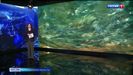Продлить запрет на вылов воблы в Астраханской области предложили до конца 2027 года 