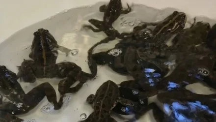 В Астраханской области выловили 200 самцов лягушек для исследований