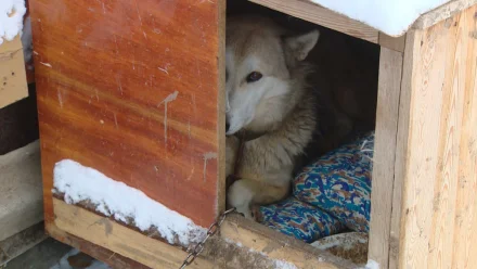 В Астрахани волонтёры сшили подстилки для бездомных собак 
