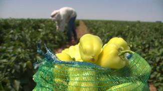 В Астраханской области приступили к реализации болгарского перца