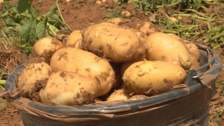 В Астраханской области увеличат объёмы производства картофеля для фри и чипсов