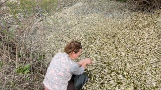 В Астраханской области погибло порядка 285 тысяч особей воблы