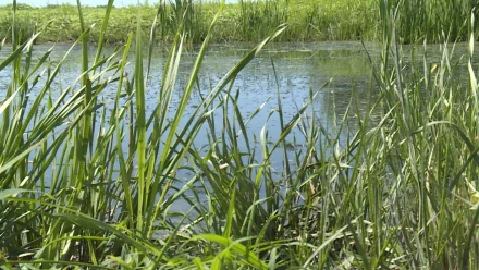 В Астраханской области до 2024 года расчистят более 60 водоёмов