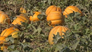 Как начинающий астраханский фермер развивает КФХ