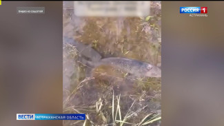 В Астраханской области занерестился сазан