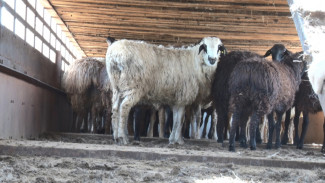 Россельхознадзор напоминает порядок оформления экспорта животных за рубеж