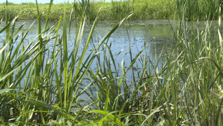 В Астраханской области до 2024 года расчистят более 60 водоёмов