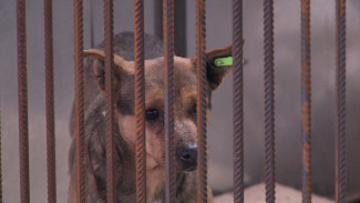 В Камызякском районе продолжается расследование дела о смерти мужчины от укусов собак