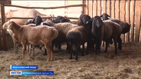 В Астраханской области разводят ценные породы овец и крупного рогатого скота