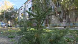 В Астрахани депутат Гордумы помог жителям в озеленении придомовой территории