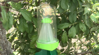 В Астраханской области проводят мониторинг насекомых-вредителей с помощью феромонных ловушек