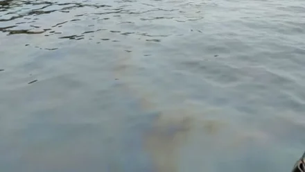 На реке Волга в Астрахани обнаружена маслянистая плёнка шириной до 15 метров