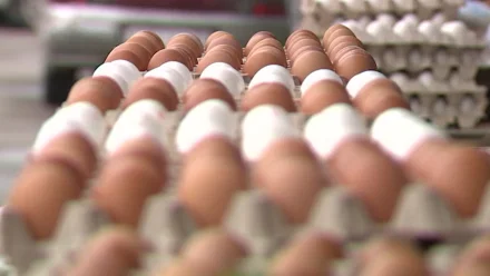 В Астрахани можно будет купить яйца по сниженной цене 