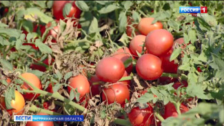 В Астрахань поступила партия помидоров, зараженная опасным вирусом